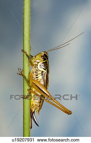wiesenbewohner, alfred, animal, animals, bite-frighten, blade of grass View Large Photo Image Stock Image - wiesenbewohner, alfred, animal, animals, bite-frighten, blade of grass. Fotosearch