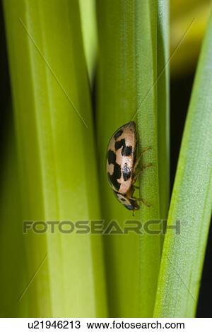 wiesenbewohner, alfred, animal, animals, beetle, close-up View Large Photo Image Stock Image - wiesenbewohner, alfred, animal, animals, beetle, close-up. Fotosearch