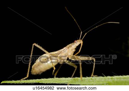 wiesenbewohner, wiesen, weide, alfred, animal, animals View Large Photo Image Stock Image - wiesenbewohner, wiesen, weide, alfred, animal, animals. Fotosearch