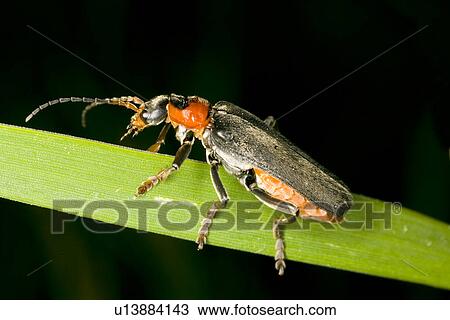 wiesenbewohner, wiesen, weide, gemeiner, alfred, animal View Large Photo Image Stock Image - wiesenbewohner, wiesen, weide, gemeiner, alfred, animal. Fotosearch