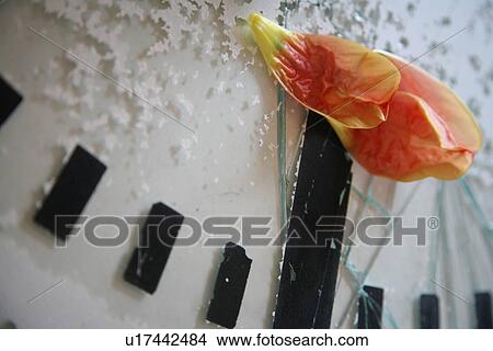 Picture - delay, blooms, decay, David, clock, age. Fotosearch