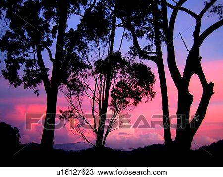 background, barrier PAPERs, beautiful, branches, bright, cloud, cool View Large Photo Image Stock Image - background, barrier PAPERs, beautiful, branches, bright, cloud, cool. Fotosearch