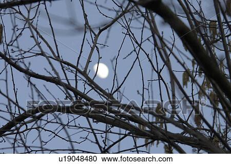 burgdorf, berne, branches, blue, big, distance, abenddaemmnerung View Large Photo Image Stock Image - burgdorf, berne, branches, blue, big, distance, abenddaemmnerung. Fotosearch