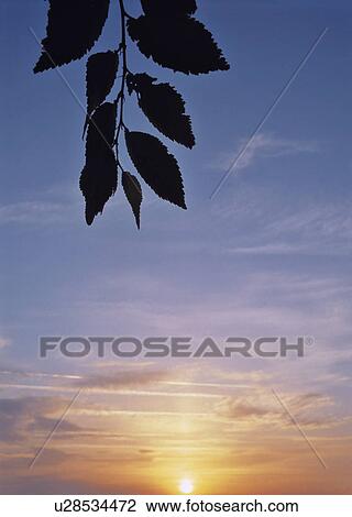 Stock Image - clouds, beautiful, calm, branch, blue, Croatia, alex. Fotosearch