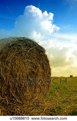 coil, agriculture, cereal, ball, bale, corn, agricultural View Large Photo Image Stock Image - coil, agriculture, cereal, ball, bale, corn, agricultural. Fotosearch