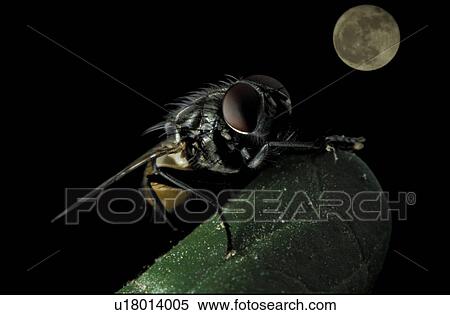 eye, brachycera, compound, close-up, CLOSE, facettenauge, animals View Large Photo Image Stock Photography - eye, brachycera, compound, close-up, CLOSE, facettenauge, animals. Fotosearch