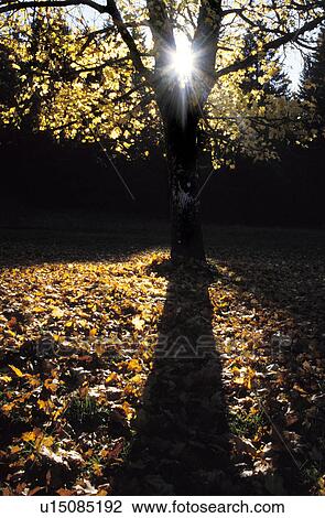strahl, austria, autumn, back light, calf, colored, dornbirn View Large Photo Image Stock Image - strahl, austria, autumn, back light, calf, colored, dornbirn. Fotosearch