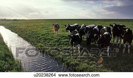 Picture - weide, calf, cow, curiosity, holland, kuherde, landscape. Fotosearch