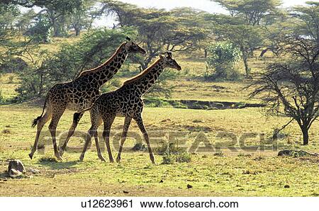 Africa, animals, aichner, African, africa View Large Photo Image Stock Image - Africa, animals, aichner, African, africa. Fotosearch