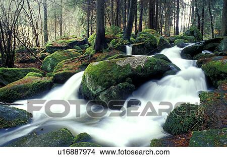 bach, brooks, bryophyta, Christian View Large Photo Image Picture - bach, brooks, bryophyta, Christian. Fotosearch