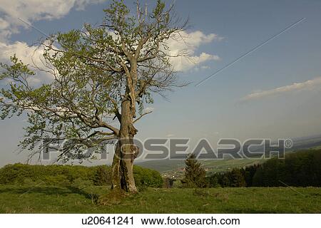 Stock Image - Bavaria/rhoen, bent, clouds, devoured, FRG, FRG/Hessen, green. Fotosearch