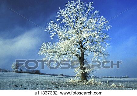 blue, frost, day, cold, aichner View Large Photo Image Stock Image - blue, frost, day, cold, aichner. Fotosearch