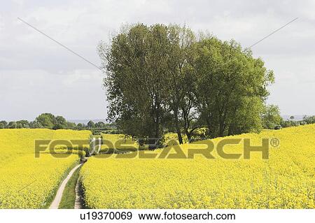 clouds, bloom, cloud, brassica, blue, agriculture View Large Photo Image Stock Photo - clouds, bloom, cloud, brassica, blue, agriculture. Fotosearch
