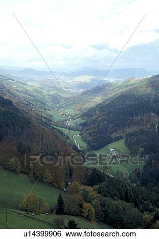 coniferae, alsace, conifer, Bernhard, bergland, Alsace View Large Photo Image Stock Photograph - coniferae, alsace, conifer, Bernhard, bergland, Alsace. Fotosearch
