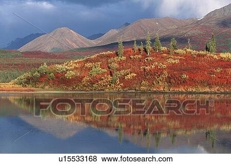 Stock Photo - denali, autumn, conifer forest, Canada, beautiful, fall colors, alaska. Fotosearch