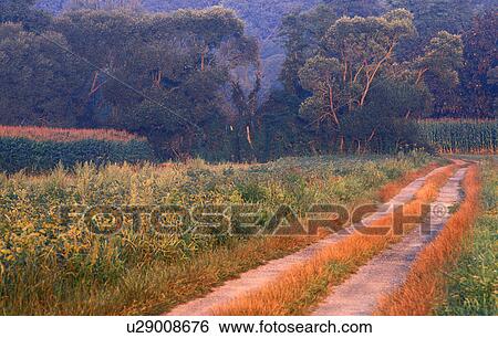 gueterstrasse, austria, away, burgenland, calf, corn field, lafnitztal View Large Photo Image Stock Photograph - gueterstrasse, austria, away, burgenland, calf, corn field, lafnitztal. Fotosearch