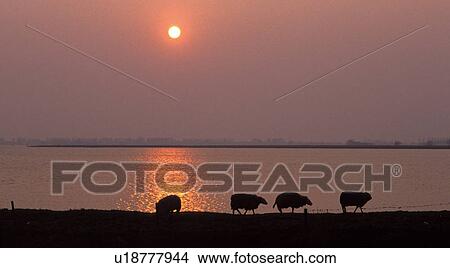harmony, calf, graze, environment protection, climatic change, holland, animal View Large Photo Image Picture - harmony, calf, graze, environment protection, climatic change, holland, animal. Fotosearch