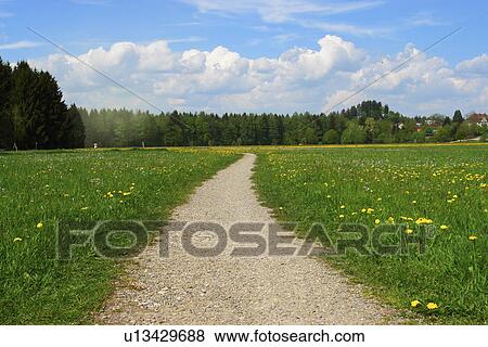 separated, farmland, august, outside, farm, flower, aromatic View Large Photo Image Stock Photo - separated, farmland, august, outside, farm, flower, aromatic. Fotosearch