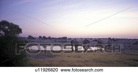 Stock Image - wasserstelle, abenddaemmerung, africa, Africa, African, animals, day. Fotosearch