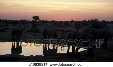 wasserstelle, abenddaemmerung, Africa, africa, African, animals, black View Large Photo Image Stock Photo - wasserstelle, abenddaemmerung, Africa, africa, African, animals, black. Fotosearch