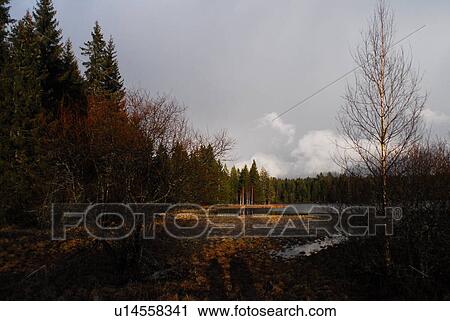 étang, CH, dark, fabian, grey View Large Photo Image Stock Image - étang, CH, dark, fabian, grey. Fotosearch