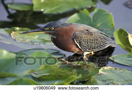 America, aves, ardeidae, animals, america View Large Photo Image Stock Photo - America, aves, ardeidae, animals, america. Fotosearch