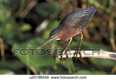 America, aves, ardeidae, animals, america View Large Photo Image Stock Photo - America, aves, ardeidae, animals, america. Fotosearch