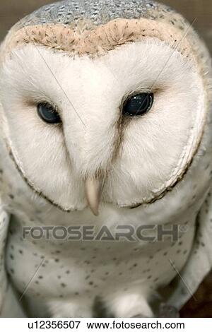 An owl close up. View Large Photo Image Stock Photo - An owl close up.. Fotosearch
