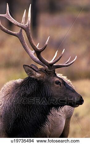 Picture - animals, antlers, abenddaemmerung. Fotosearch