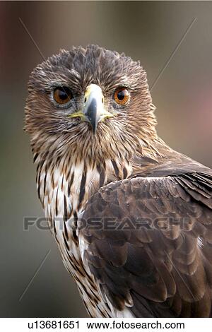 animals, beak, aves, Austria, alfred View Large Photo Image Stock Image - animals, beak, aves, Austria, alfred. Fotosearch