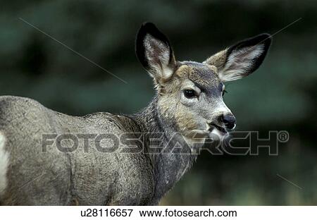 Stock Photo - animals, brown, body, amerikahirsch. Fotosearch