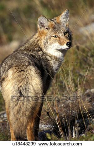 Stock Photo - animals, canis, canidae, brown, abenddaemmerung. Fotosearch