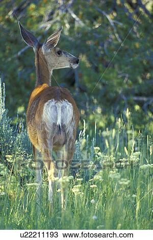 animals, cervidae, back view, amerikahirsch View Large Photo Image Stock Image - animals, cervidae, back view, amerikahirsch. Fotosearch