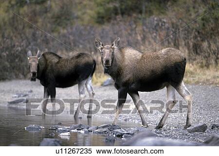 antler, elk, antlers, moose cow, elks, deer, alberta View Large Photo Image Stock Photography - antler, elk, antlers, moose cow, elks, deer, alberta. Fotosearch