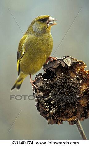 Picture - aves, carduelis, bird, animals. Fotosearch