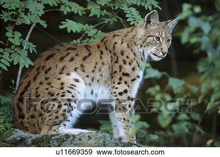 Stock Photo - Bavaria, Bavarian, carnivore, carnivores, eurasische, felinely, forest. Fotosearch