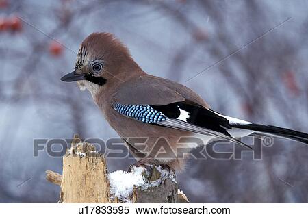 beak, bough, bill, animals View Large Photo Image Stock Photography - beak, bough, bill, animals. Fotosearch