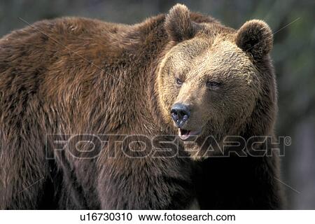 Bear close up View Large Photo Image Stock Image - Bear close up. Fotosearch