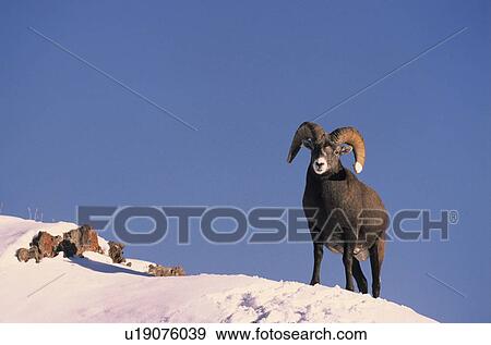 Big horned sheep in snow View Large Photo Image Stock Photo - Big horned sheep in snow. Fotosearch