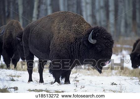 Bison in snow View Large Photo Image Stock Image - Bison in snow. Fotosearch