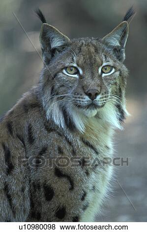 body, carnivora, brown, animals View Large Photo Image Stock Photo - body, carnivora, brown, animals. Fotosearch