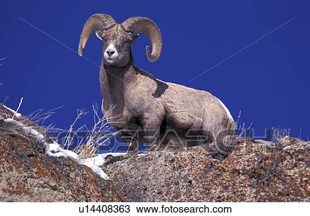 bovidae, America, blue, animals, ammon, brown, america View Large Photo Image Stock Image - bovidae, America, blue, animals, ammon, brown, america. Fotosearch