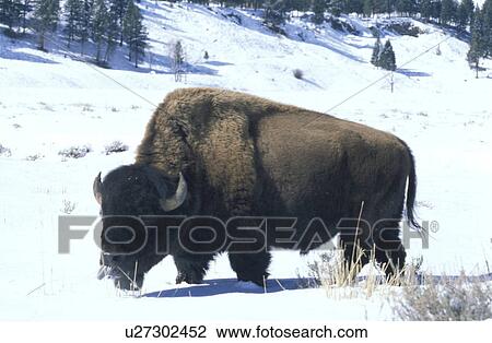 brown, america, bovidae, bison, animals, America View Large Photo Image Stock Image - brown, america, bovidae, bison, animals, America. Fotosearch