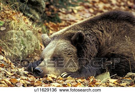 Stock Photograph - Brown bear resting. Fotosearch