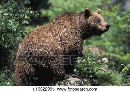 Brown bear View Large Photo Image Stock Photography - Brown bear. Fotosearch