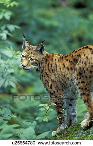 brown, cat, carnivore, carnivora, animals View Large Photo Image Stock Image - brown, cat, carnivore, carnivora, animals. Fotosearch