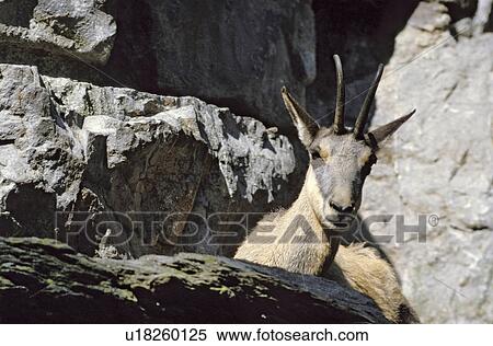 Buck goat View Large Photo Image Stock Photography - Buck goat. Fotosearch