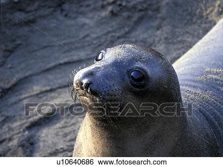 Stock Photograph - carnivora, america, brown, body, animals, America. Fotosearch