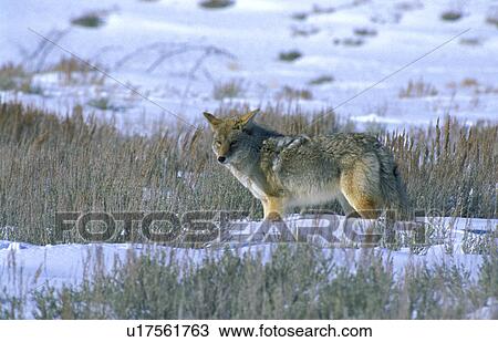 carnivora, america, canis, canidae, animals, America View Large Photo Image Stock Image - carnivora, america, canis, canidae, animals, America. Fotosearch