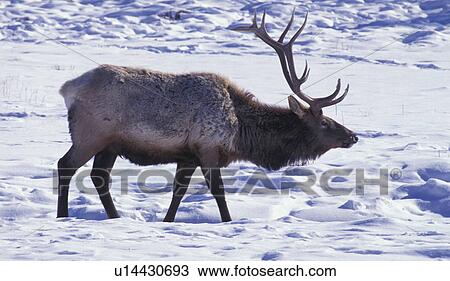 Stock Image - cervidae, america, brown, antlers, animals, America. Fotosearch